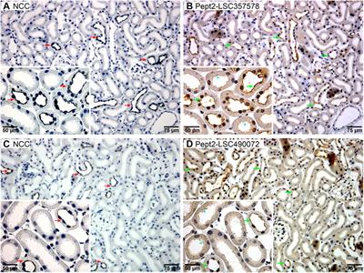 The Hydrogen-Coupled Oligopeptide Membrane Cotransporter Pept2 is SUMOylated in Kidney Distal Convoluted Tubule Cells